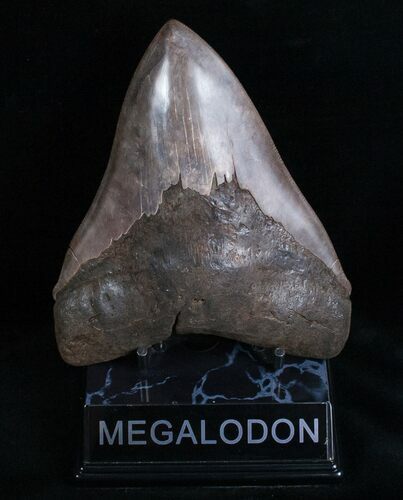 Sharply Serrated Megalodon Tooth #6984